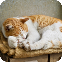 写真：猫が丸くなっている