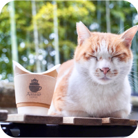 写真：猫が目を瞑っている正面写真