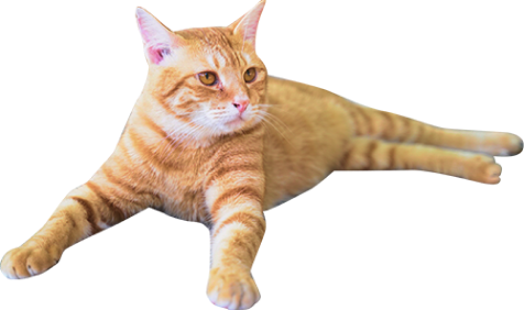 写真：茶色の猫が黒猫を見ている