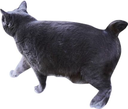 写真：茶色の猫を見ている黒猫の後ろ姿